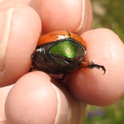 Anoplognathus brunnipennis (Green-tailed Christmas beetle) at Lions Youth Haven - 1 Jan 2024 by HelenCross