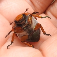 Anoplognathus brunnipennis at Lions Youth Haven - Westwood Farm A.C.T. - 1 Jan 2024 12:55 PM