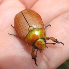 Anoplognathus brunnipennis at Lions Youth Haven - Westwood Farm A.C.T. - 1 Jan 2024 12:55 PM