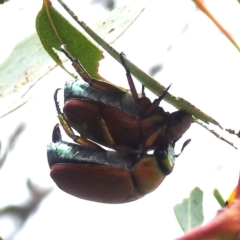 Anoplognathus brunnipennis at Lions Youth Haven - Westwood Farm A.C.T. - 1 Jan 2024 12:55 PM