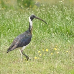 Threskiornis spinicollis (Straw-necked Ibis) at Lions Youth Haven - Westwood Farm A.C.T. - 1 Jan 2024 by HelenCross