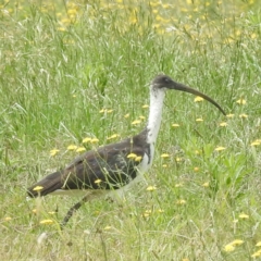 Threskiornis spinicollis at Lions Youth Haven - Westwood Farm A.C.T. - 1 Jan 2024 01:01 PM