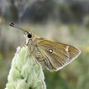 Trapezites luteus at QPRC LGA - 28 Dec 2023