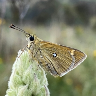 Trapezites luteus (Yellow Ochre, Rare White-spot Skipper) at QPRC LGA - 28 Dec 2023 by Wandiyali