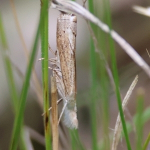 Culladia cuneiferellus at Hughes Grassy Woodland - 28 Dec 2023 12:08 PM