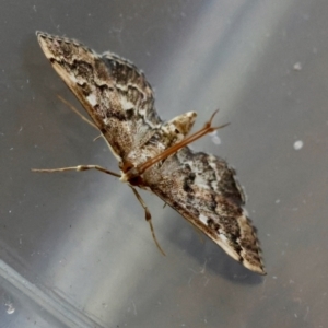 Nacoleia rhoeoalis at Hughes, ACT - 30 Dec 2023