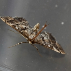 Nacoleia rhoeoalis at Hughes, ACT - suppressed