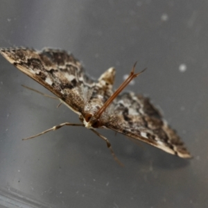 Nacoleia rhoeoalis at Hughes, ACT - 30 Dec 2023