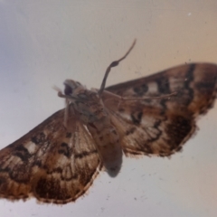 Nacoleia rhoeoalis at Hughes, ACT - suppressed