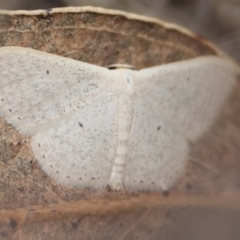 Scopula (genus) (A wave moth (Sterrhinae)) at GG165 - 31 Dec 2023 by LisaH