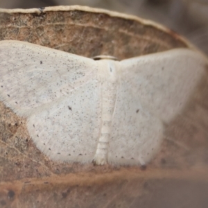 Scopula (genus) at GG165 - 31 Dec 2023 01:19 PM