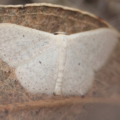 Scopula (genus) (A wave moth (Sterrhinae)) at GG165 - 31 Dec 2023 by LisaH