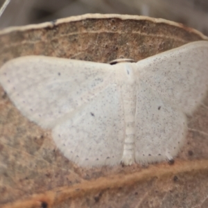 Scopula (genus) at GG165 - 31 Dec 2023 01:19 PM