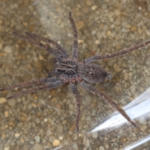 Mituliodon tarantulinus at Hughes, ACT - suppressed