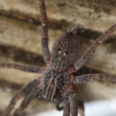 Mituliodon tarantulinus at Hughes, ACT - suppressed