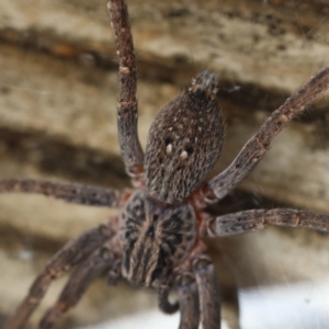 Mituliodon tarantulinus at Hughes, ACT - suppressed