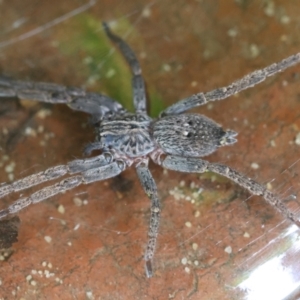 Mituliodon tarantulinus at Hughes, ACT - suppressed