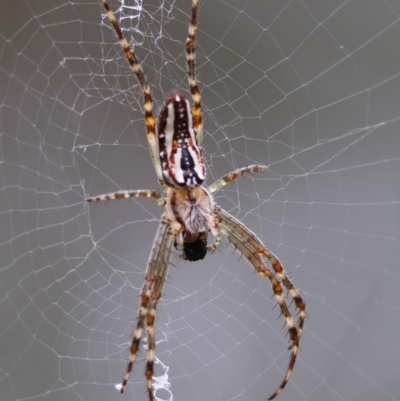 Plebs bradleyi (Enamelled spider) at Deakin, ACT - 31 Dec 2023 by LisaH