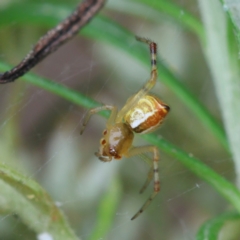 Theridion pyramidale (Tangle-web spider) at Deakin, ACT - 31 Dec 2023 by LisaH