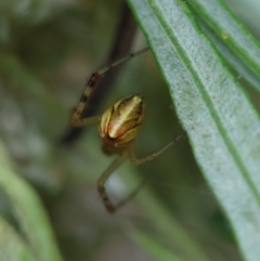 Theridion pyramidale at Hughes Grassy Woodland - 31 Dec 2023