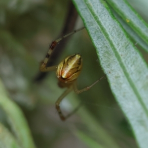 Theridion pyramidale at Hughes Grassy Woodland - 31 Dec 2023 01:26 PM