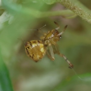 Theridion pyramidale at Hughes Grassy Woodland - 31 Dec 2023