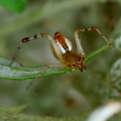 Theridion pyramidale at Hughes Grassy Woodland - 31 Dec 2023 01:26 PM