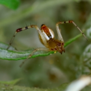 Theridion pyramidale at Hughes Grassy Woodland - 31 Dec 2023