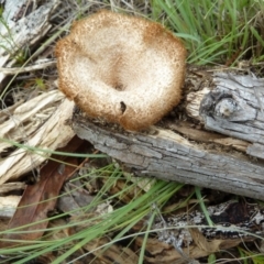 Lentinus fasciatus at Cooma North Ridge Reserve - 31 Dec 2023