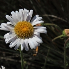 Brachyscome aculeata (Hill Daisy) at Dry Plain, NSW - 28 Dec 2023 by AndyRoo