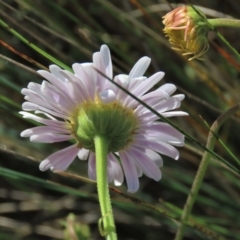 Brachyscome aculeata at Dry Plain, NSW - 29 Dec 2023