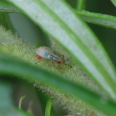 Unidentified Insect at Hughes Grassy Woodland - 31 Dec 2023 by LisaH