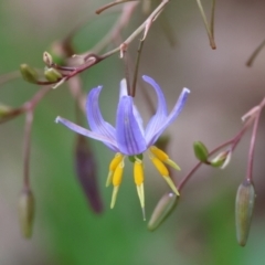 Dianella sp. aff. longifolia (Benambra) (Pale Flax Lily, Blue Flax Lily) at Red Hill, ACT - 28 Dec 2023 by LisaH