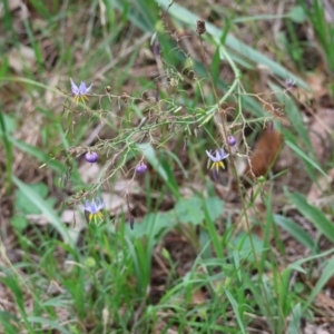 Dianella sp. aff. longifolia (Benambra) at Red Hill, ACT - 28 Dec 2023