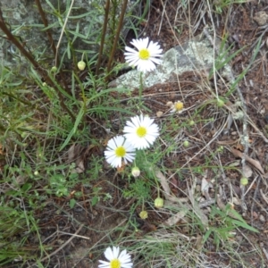 Brachyscome rigidula at Cooma North Ridge Reserve - 31 Dec 2023