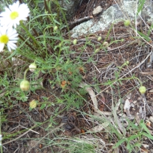 Brachyscome rigidula at Cooma North Ridge Reserve - 31 Dec 2023