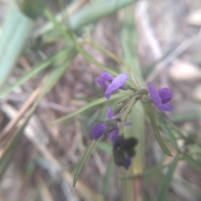 Glycine clandestina (Twining Glycine) at Cooma, NSW - 31 Dec 2023 by mahargiani