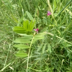 Vicia sativa (Common Vetch) at Cooma North Ridge Reserve - 31 Dec 2023 by mahargiani