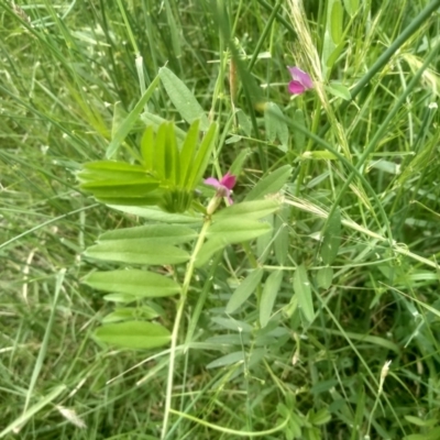 Vicia sativa (Common Vetch) at Cooma, NSW - 31 Dec 2023 by mahargiani