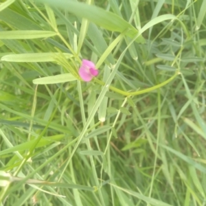 Vicia sativa at Cooma North Ridge Reserve - 31 Dec 2023