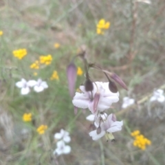 Arthropodium milleflorum (Vanilla Lily) at Cooma, NSW - 31 Dec 2023 by mahargiani