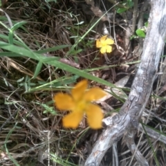 Hypericum gramineum (Small St Johns Wort) at Cooma North Ridge Reserve - 31 Dec 2023 by mahargiani