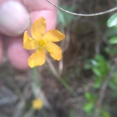 Hypericum gramineum at Cooma North Ridge Reserve - 31 Dec 2023