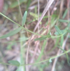 Hypericum gramineum at Cooma North Ridge Reserve - 31 Dec 2023