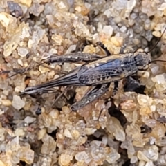 Pteronemobius sp. (genus) (Cricket) at Gooram, VIC - 1 Jan 2024 by trevorpreston