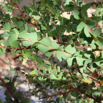 Acacia pravissima (Wedge-leaved Wattle, Ovens Wattle) at Gooram, VIC - 1 Jan 2024 by trevorpreston