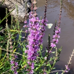 Lythrum salicaria (Purple Loosestrife) at Gooram, VIC - 1 Jan 2024 by trevorpreston