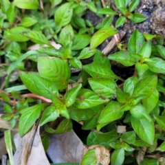 Ludwigia palustris (Marsh Purslane) at Gooram, VIC - 1 Jan 2024 by trevorpreston