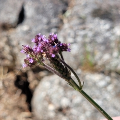 Verbena incompta (Purpletop) at Gooram, VIC - 1 Jan 2024 by trevorpreston