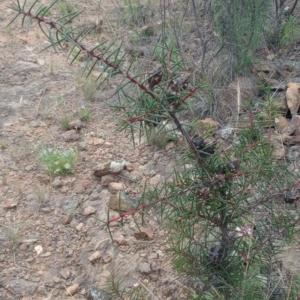 Hakea decurrens subsp. decurrens at Mount Ainslie - 1 Jan 2024